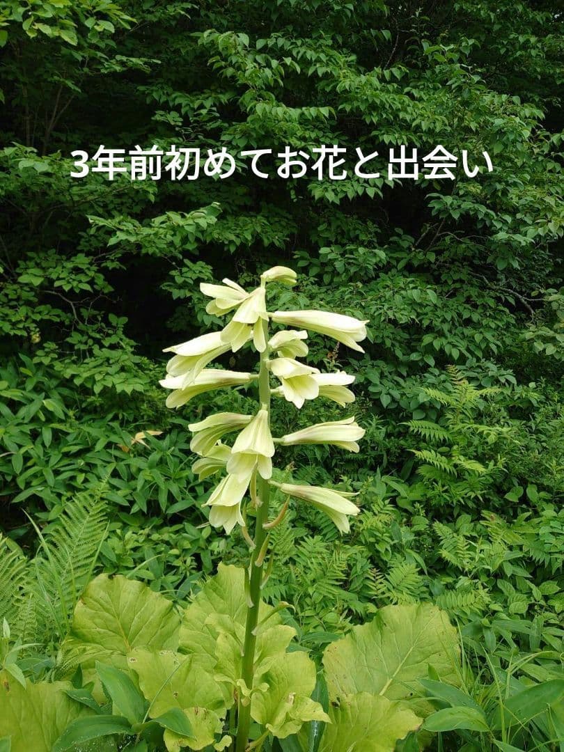 オオウバユリ 2025 収穫 茶色いプリザーブドフラワー花材 - メルカリ