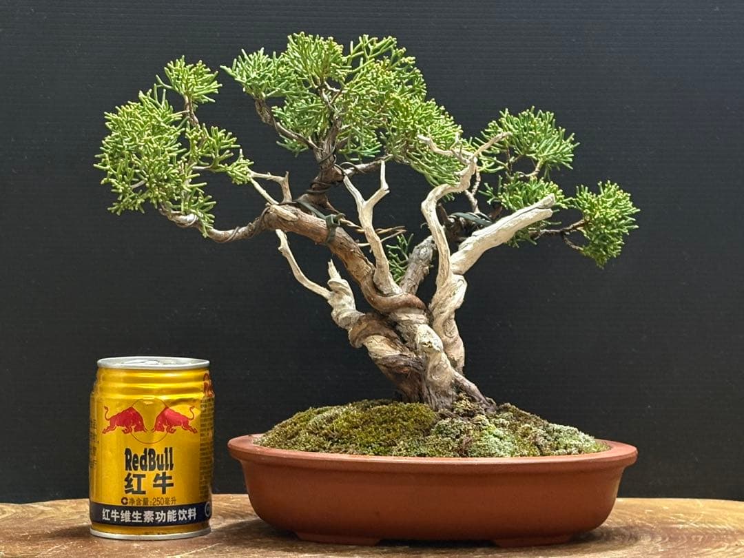 サービスオークション盆栽]真柏 - メルカリ