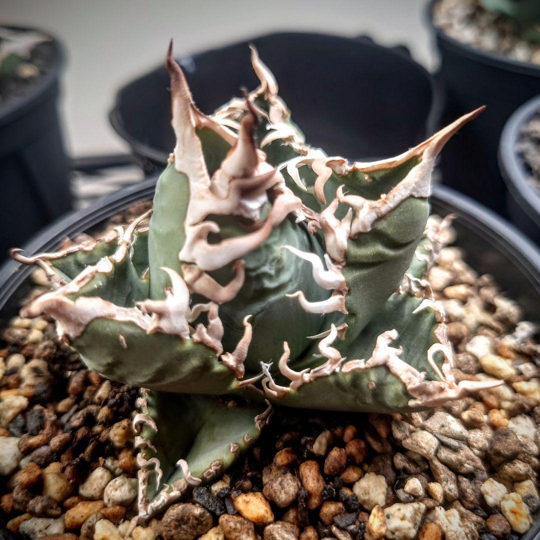 アガベ チタノタ AW 毒刺産 - メルカリ