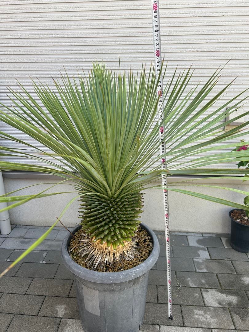 ユッカロストラータ　鉢植えのまま発送 ユッカ ロストラータ 約95苗 鉢のまま発送 - メルカリ