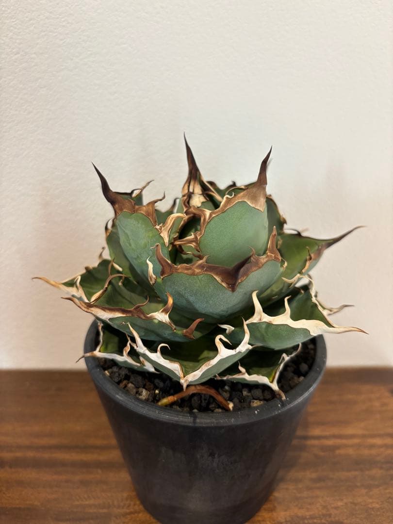 アガベ　ハデス　台湾産 アガベ チタノタ ハイブリッド 黑帝斯(ハデス)×姬嚴龍 【台湾 dragon