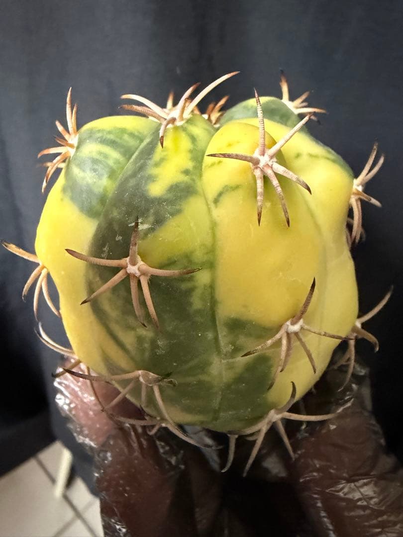 国内実生苗 接おろしエキノカクタス尖紅丸錦◇太平丸 多肉サボテン