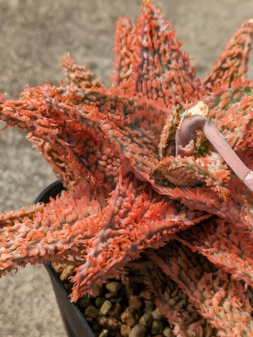 Aloe 'Tempura' アロエ テンプラ アロエハイブリッド - メルカリ