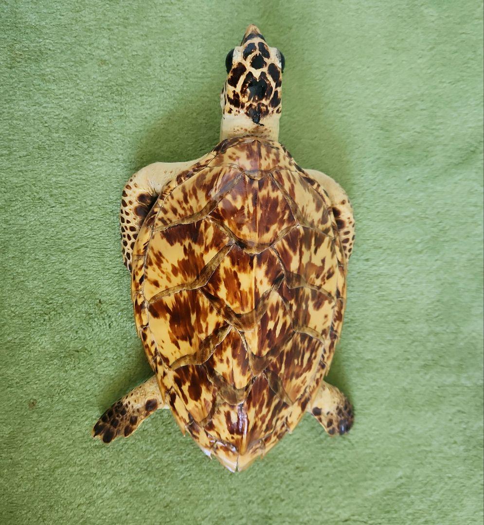 y【超美品】ウミガメの剥製 タイマイ 国際希少野生動植物種登録票有