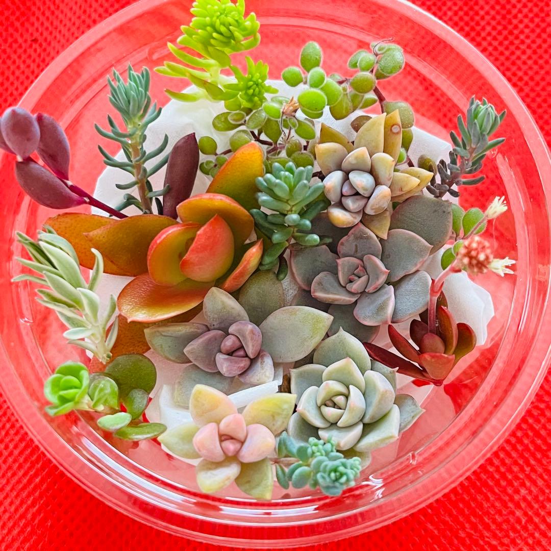 ②寄せ植えセット カット苗 詰め合わせ 多肉植物 - メルカリ