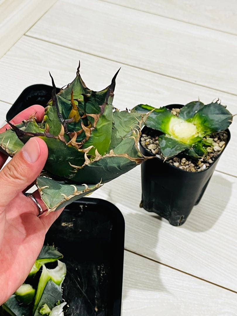 AGAVE TITANOTA GODZILLA OC 胴切り子株 - メルカリ