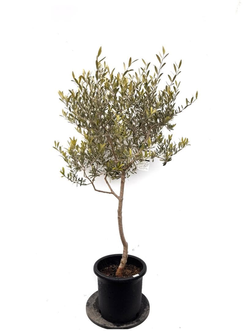 オリーブの木 ネバディロブランコ 10号 約150cm K-359 人気 現品