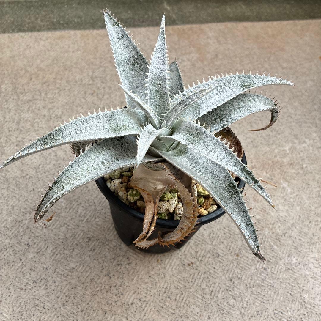 ディッキア スノーシャーク - メルカリ