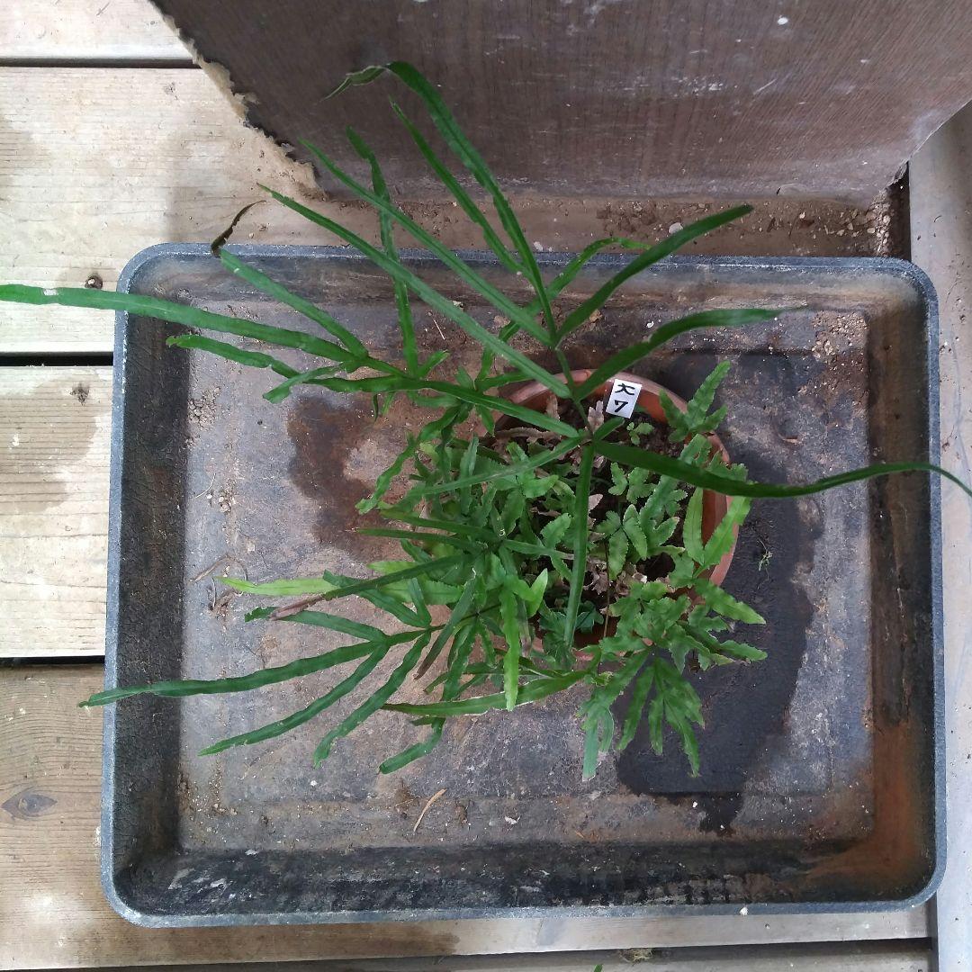 ワケアリ 大⑦ 品種不明シダ