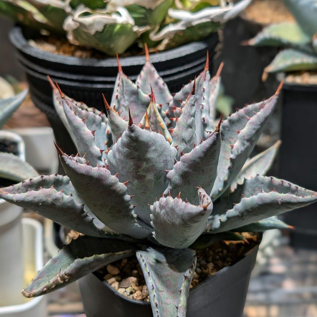 アガベ ハイブリッド 甲蟹 × 血雨雷神 新甲血蟹 lize血統 子株②