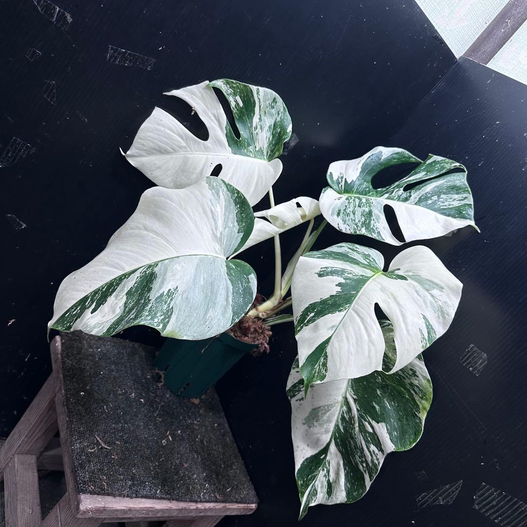 斑入りモンステラ ホワイトタイガー極美大株50cm白斑多 - メルカリ