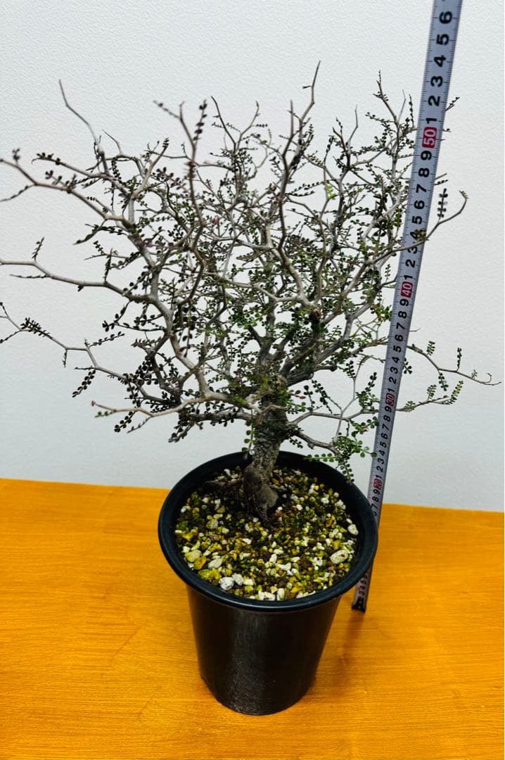 鉢植えのまま発送】オペルクリカリア・パキプス 実生10年株 - メルカリ