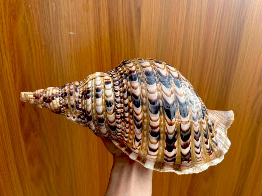 法螺貝　2個セット　(35.5cm 32.8cm)