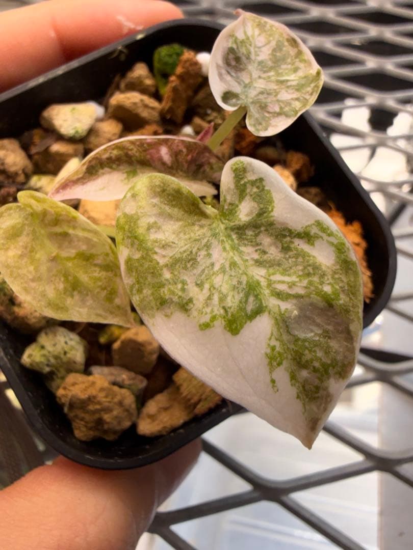 極上 アロカシア クプレア ピンク - メルカリ