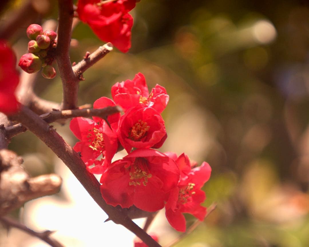 希少❗️業務用レンズFAX-KOWA 1:4.5/112B を改造　日本の興和製