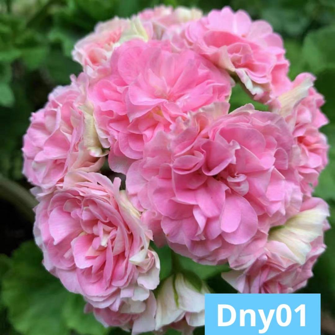 珍しい品種ゼラニウムDny01 レア品種ゼラニウム 9070dceb03ad2946c5e4d8971567dd