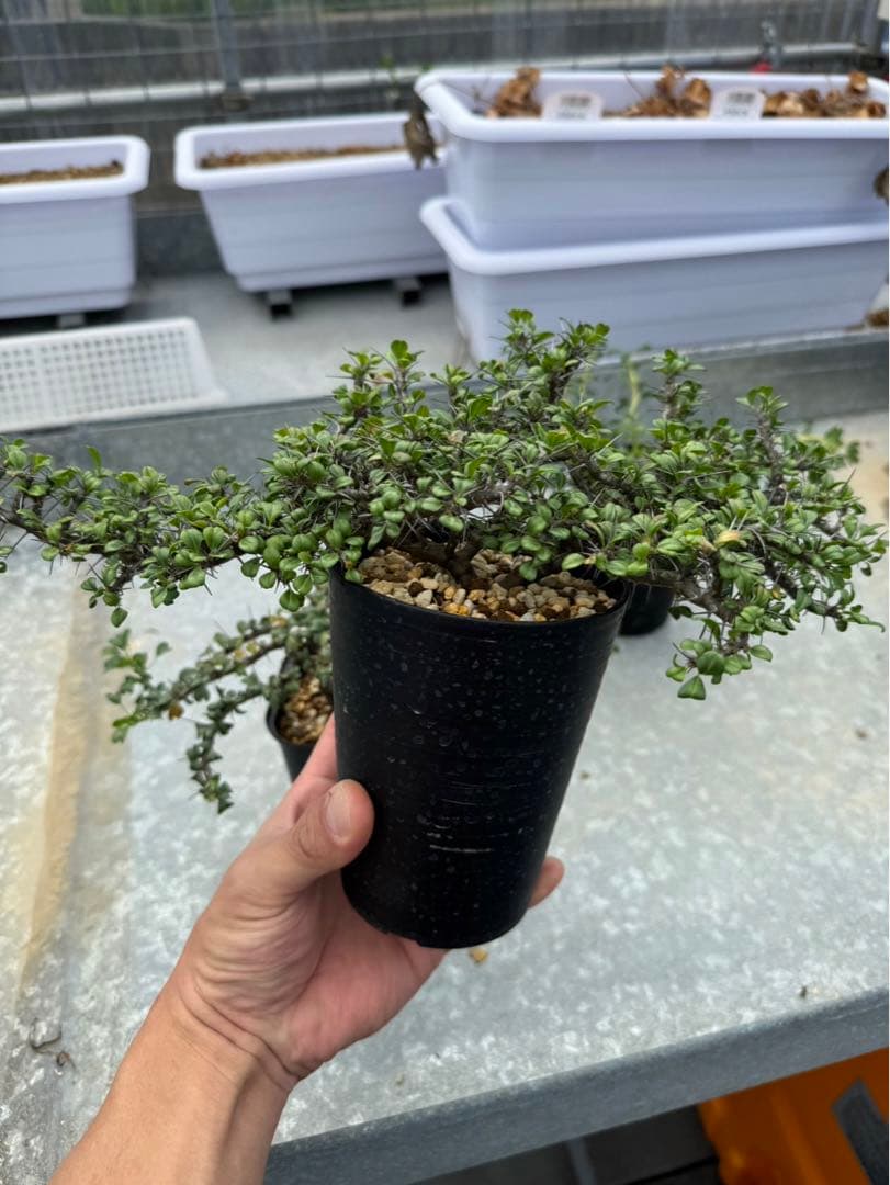 サルコカウロン カンデボエンシス 発根済 - メルカリ