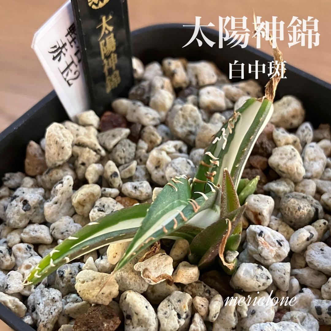 T*T様 オークション【鉢ごと発送】発根済み アガベ チタノタ 太陽神錦