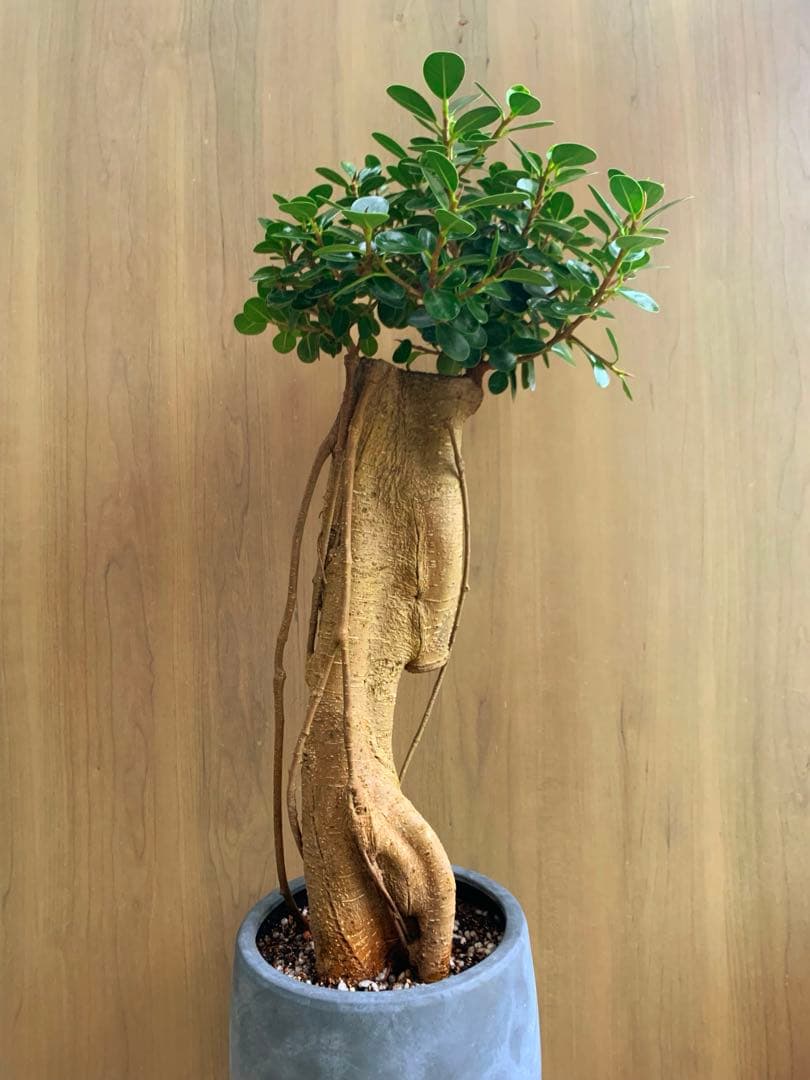 コパンダガジュマル インテリアポット入り‼️ no5 - メルカリ