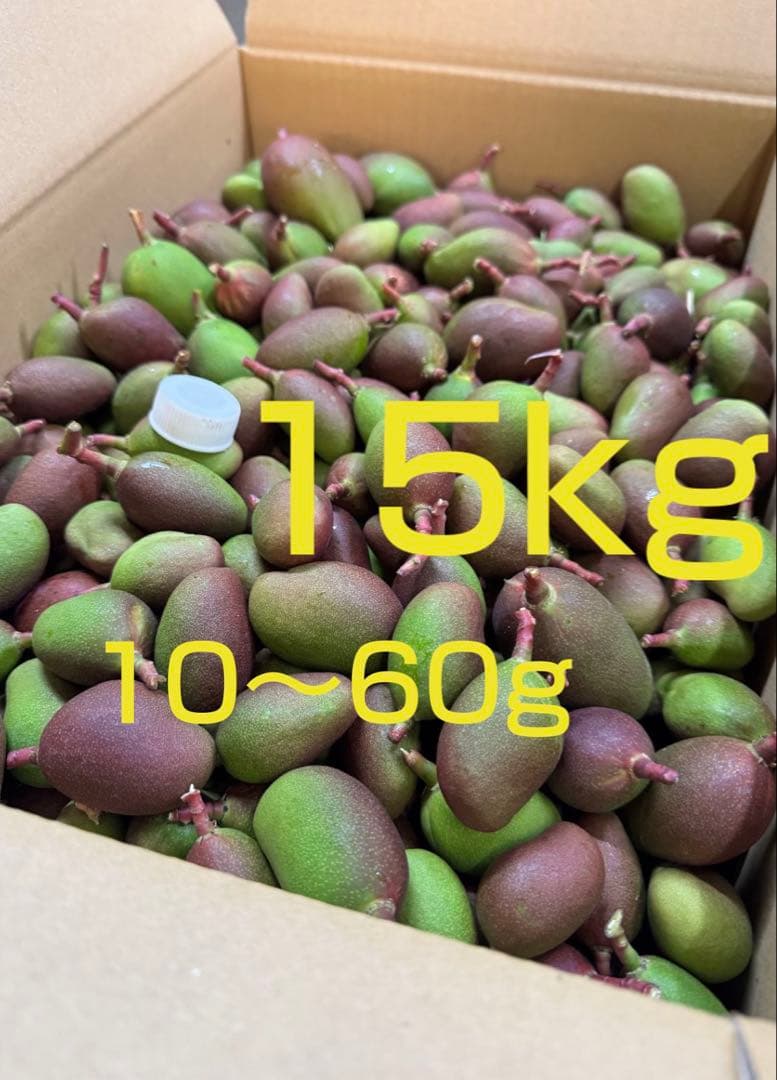 摘果マンゴー 15kg （10~60g） - メルカリ
