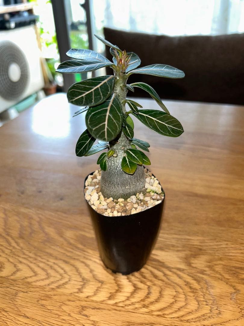 アデニウム・ソコトラナム実生（純血）ホンソコトラナム - メルカリ