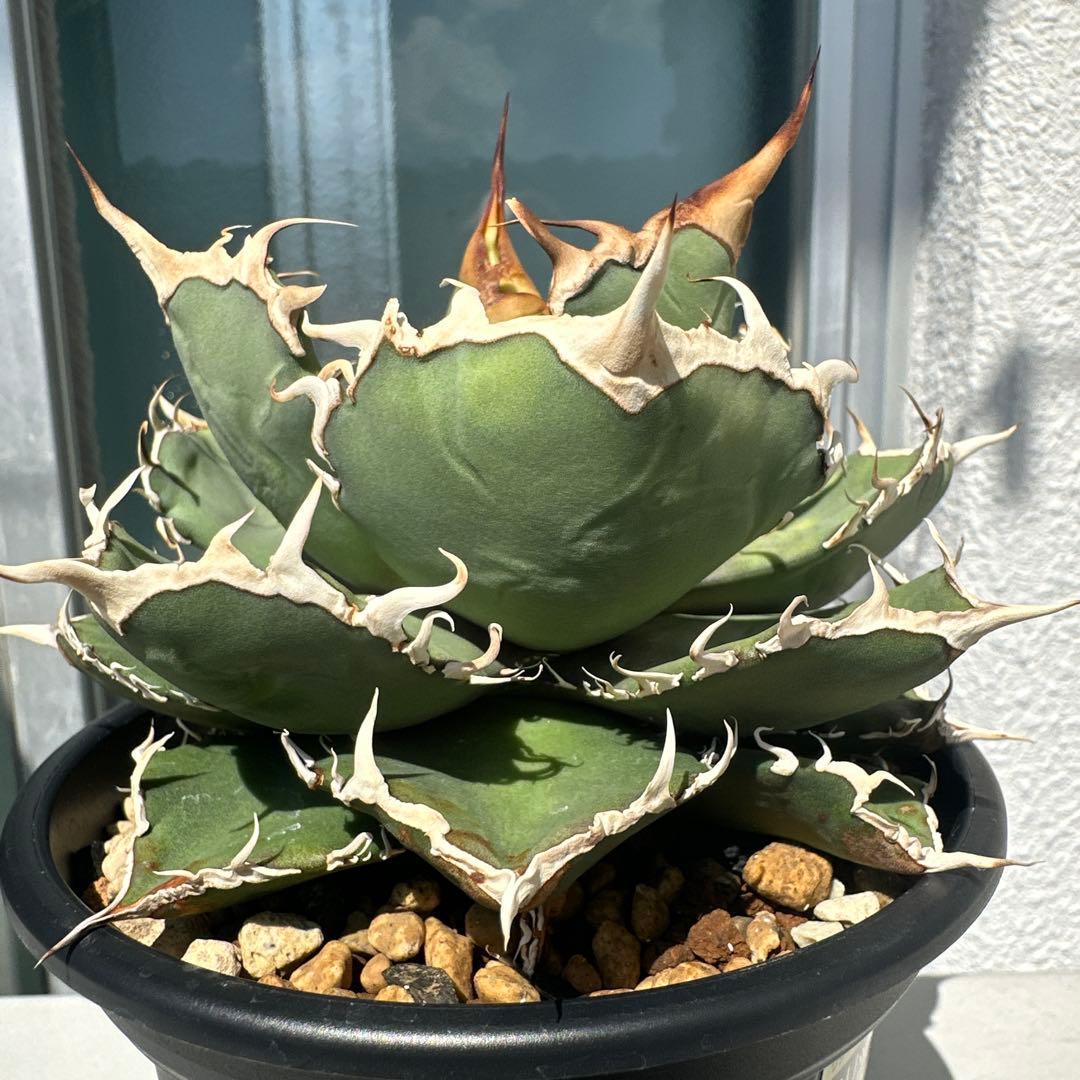 アガベ オテロイ実生 - メルカリ