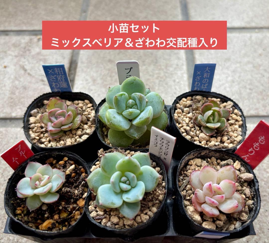 小苗セット おらいさん苗 ミックスベリア＆ざわわ交配種入り - メルカリ