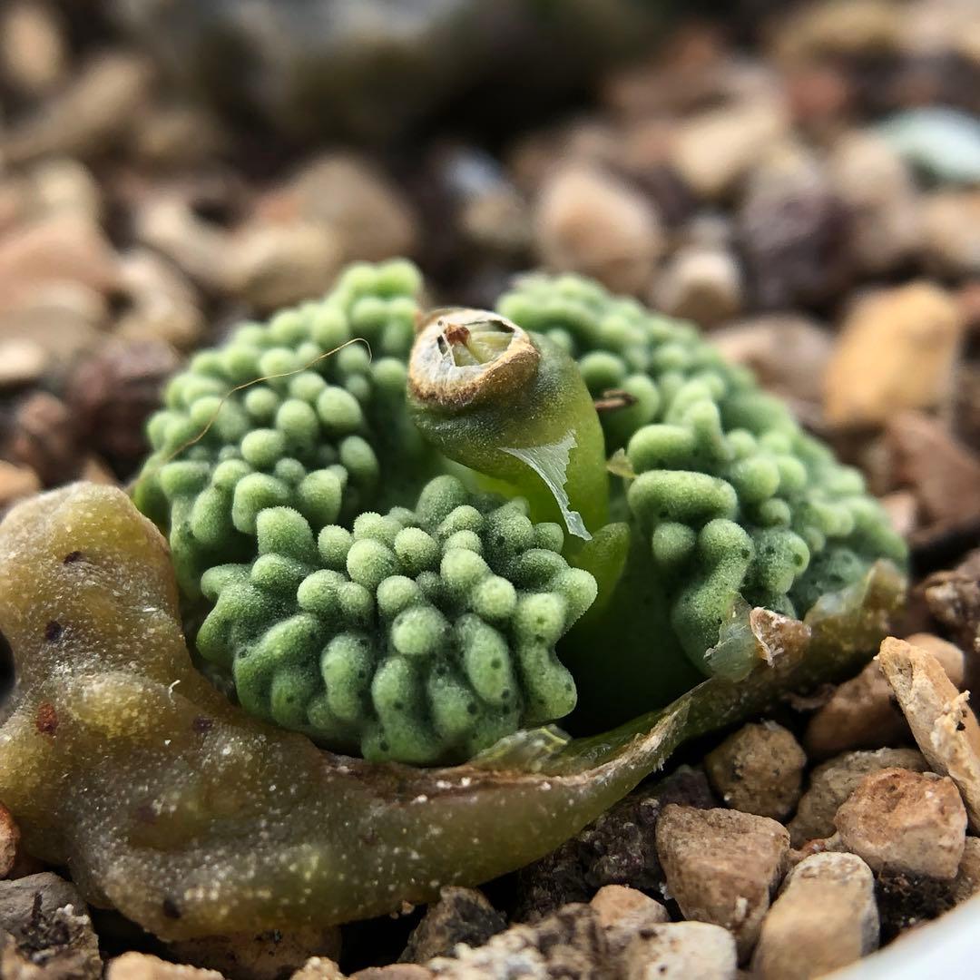 多肉植物 メセン コノフィツム ヤンギー youngii - メルカリ