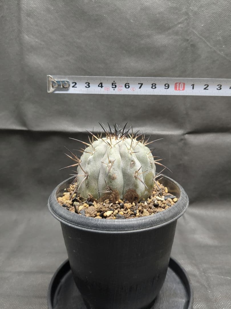 現地球 輸入株 カキコ Copiapoa コピアポア シネレア 黒王丸 - メルカリ
