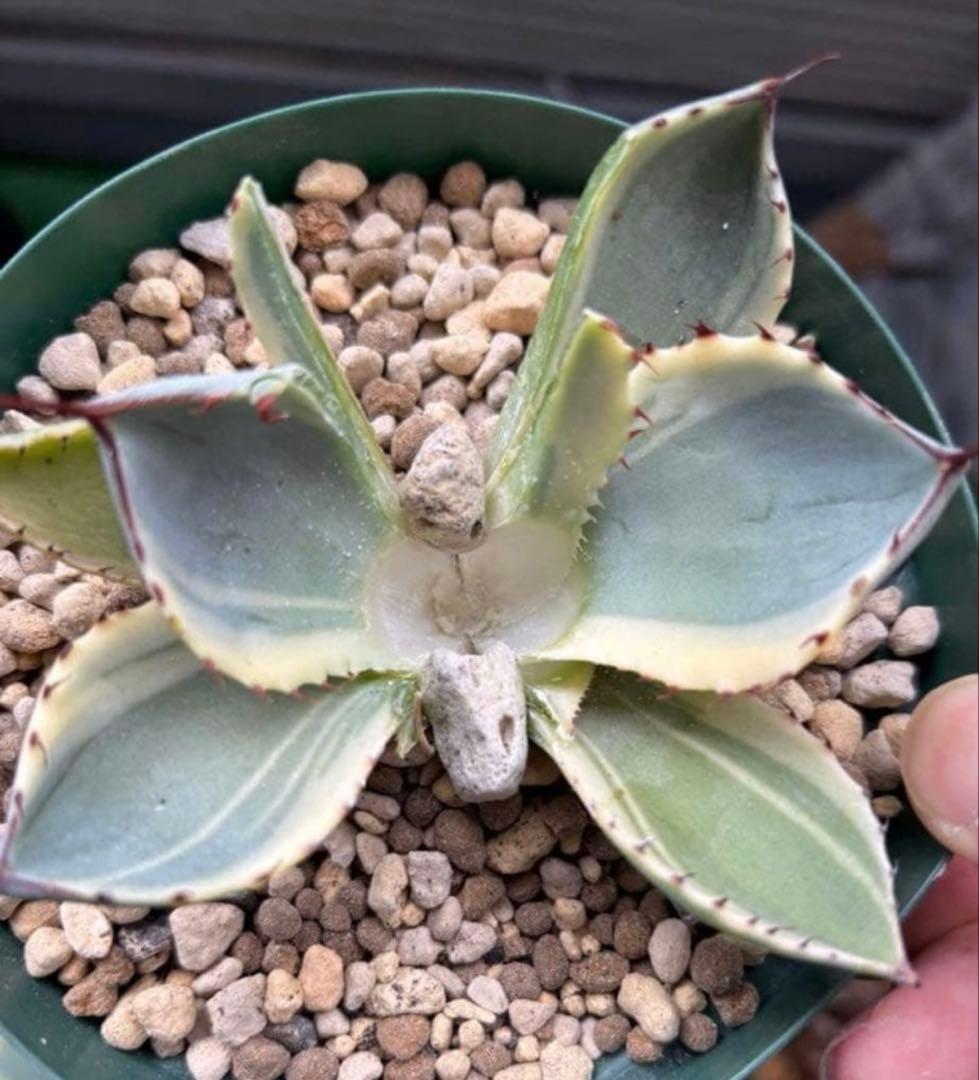 特別価格❗️ アガベ パリー トランカータ オリザバ 親株ごと発送 子株