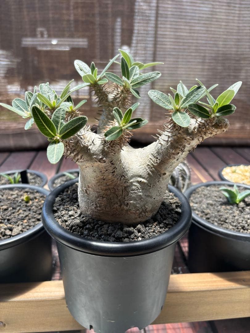 パキポディウム ホロンベンセ 現地球 安心の発根済み - メルカリ