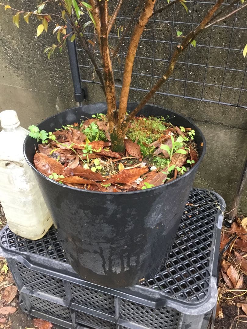 カメリアエリナ　１10センチ