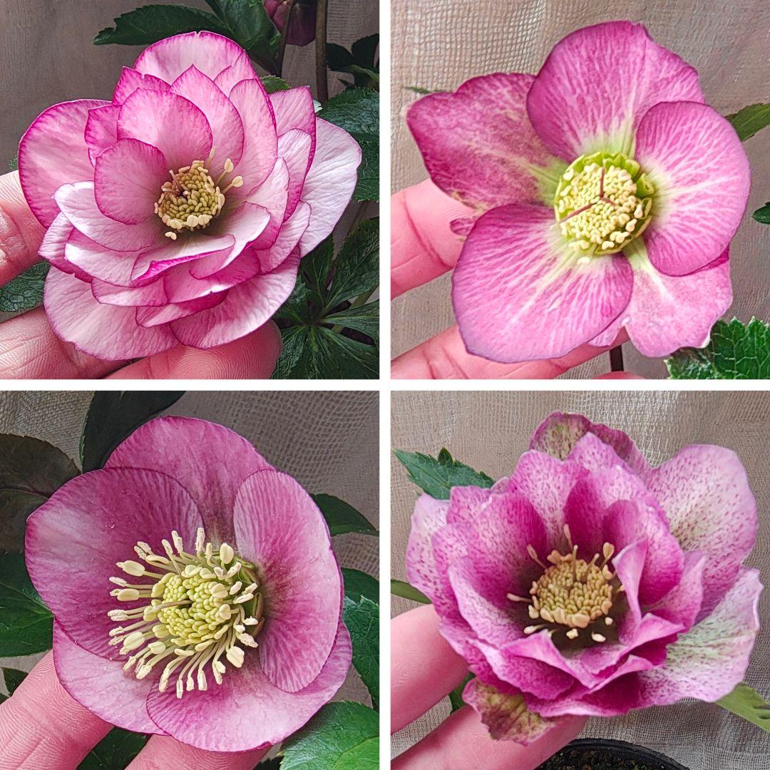 2625 多弁ダブルやシングル ピンク系クリスマスローズ開花株 お得4苗