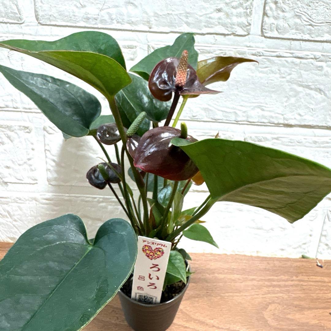 超レア♡ミニアンスリウム♡呂色♡2号♡ポットごと宅急便コンパクト