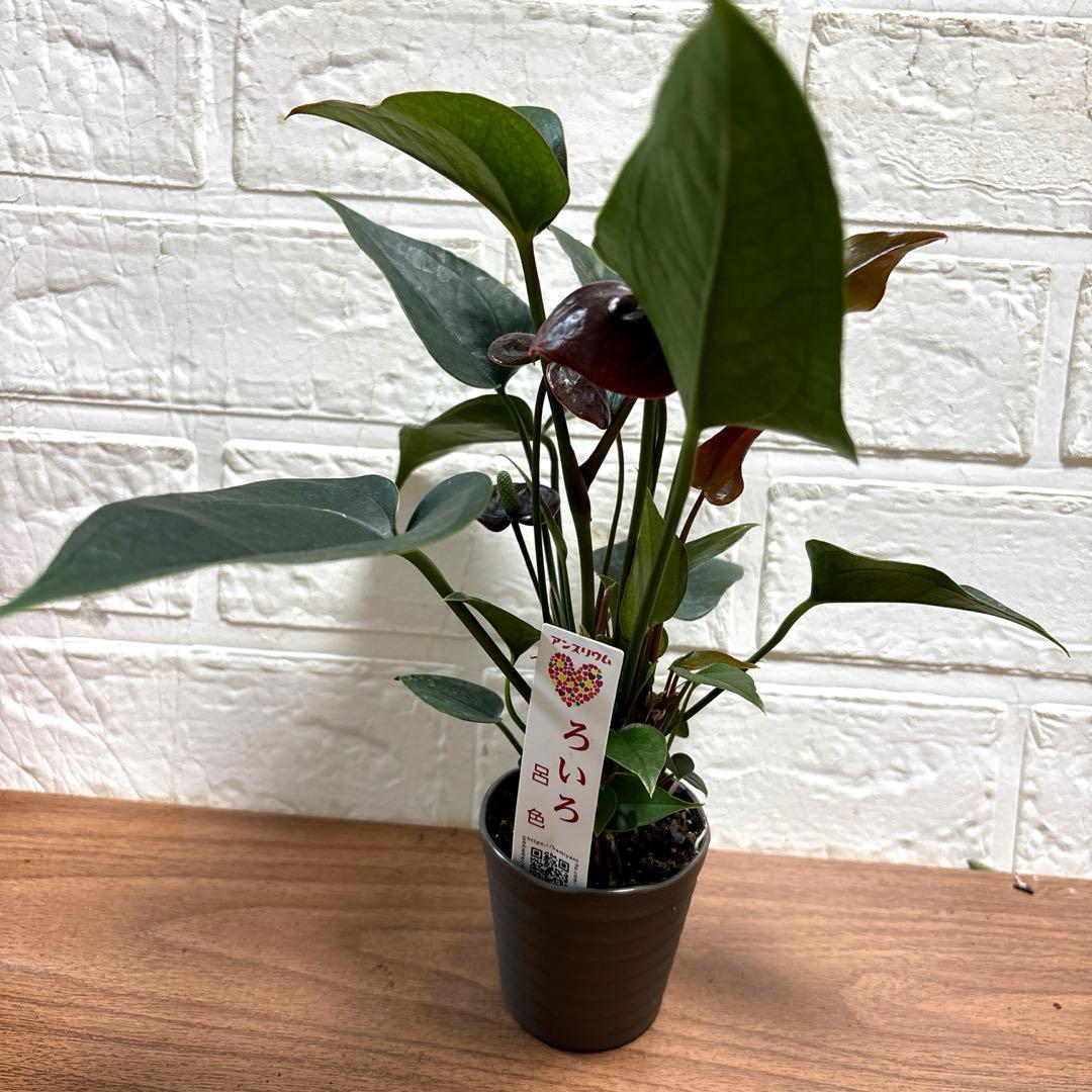 超レア♡ミニアンスリウム♡呂色♡2号♡ポットごと宅急便コンパクト