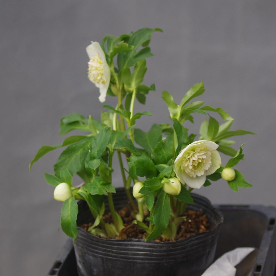 7277 認定！モーリー大株 クリスマスローズ開花 加藤農園 - メルカリ