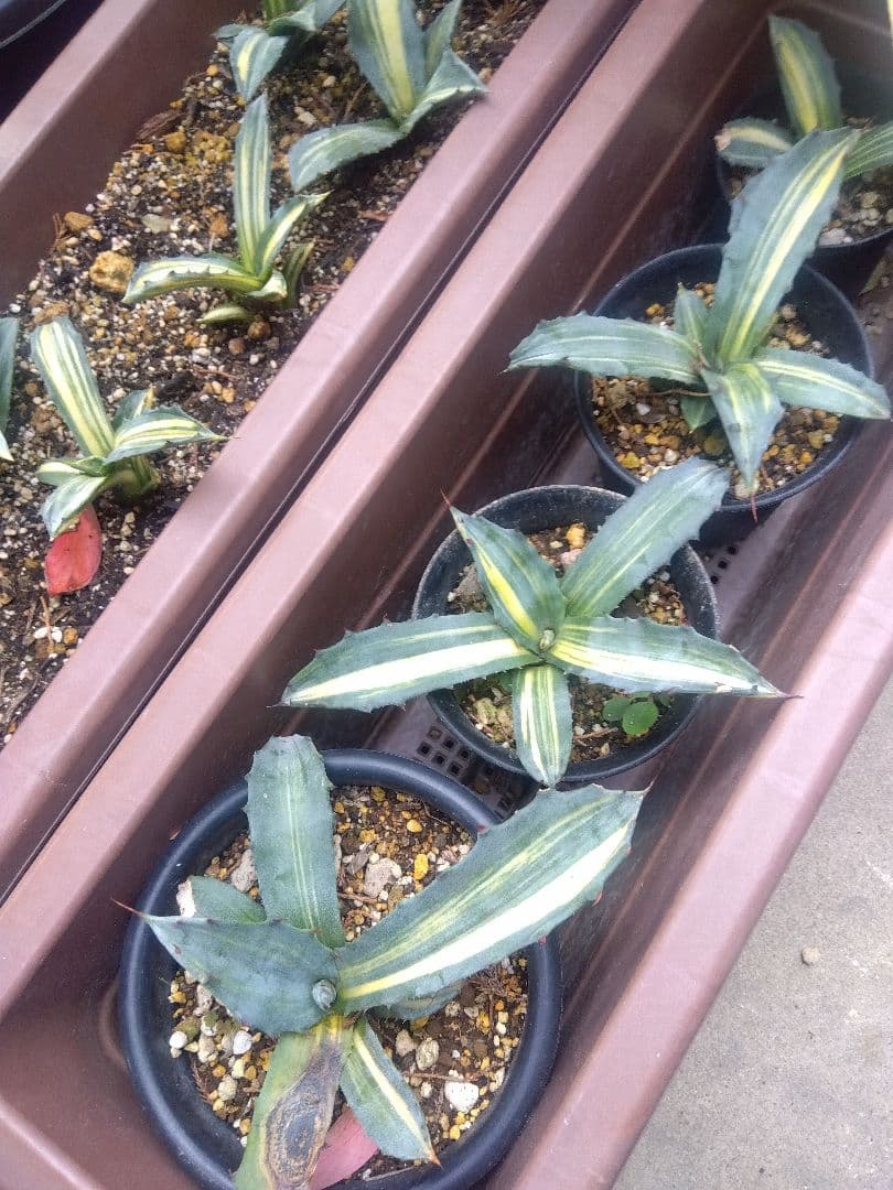 nochida587　フェロックス錦 11株