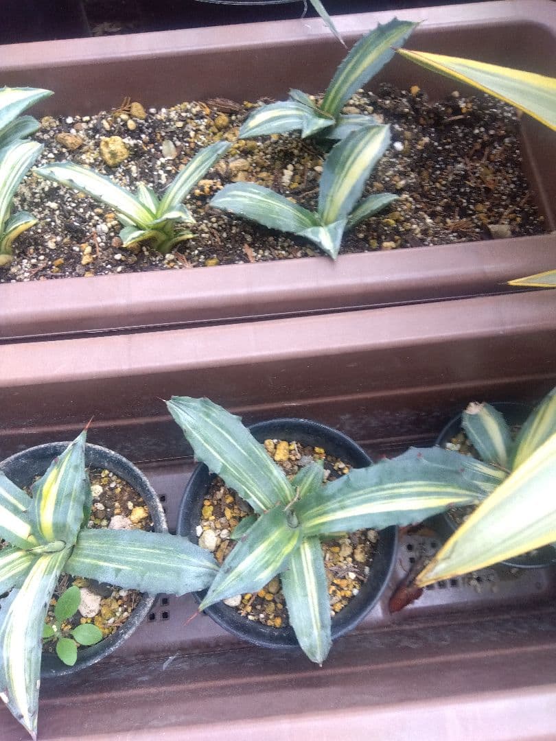 nochida587　フェロックス錦 11株