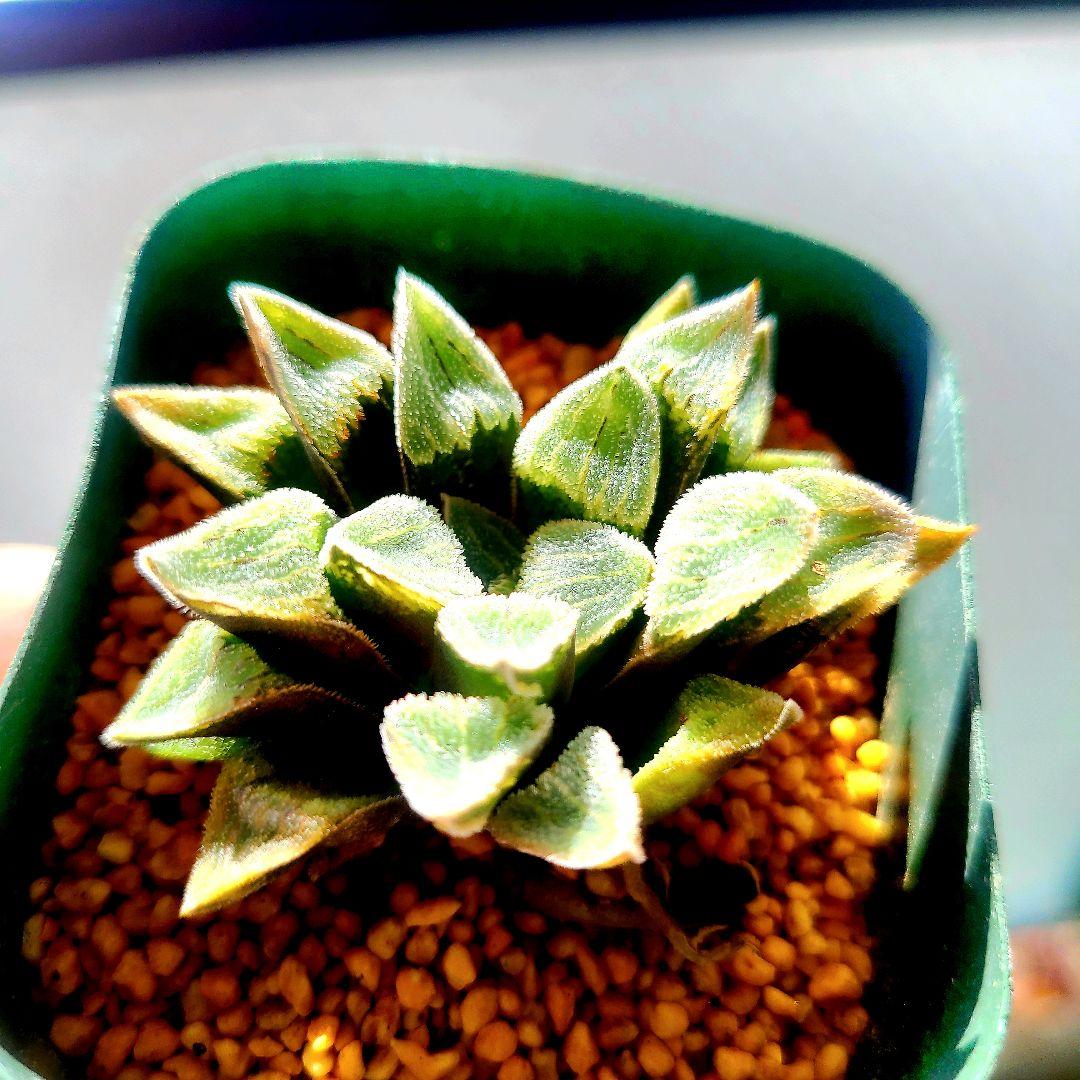 ラブソン×ピグマエア錦 多肉植物 ハオルチア アロエ - メルカリ