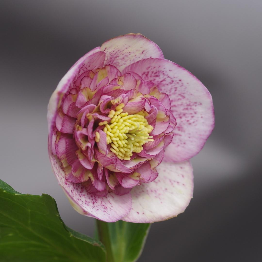 7381 認定！アンティークモーリー クリスマスローズ開花 加藤農園