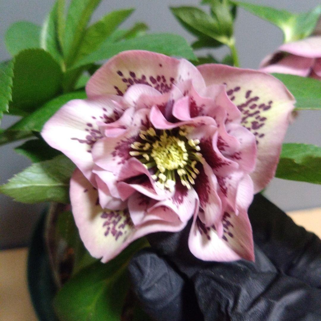 クリスマスローズ ピンク系ブロッチdd 6号鉢 開花株 - メルカリ