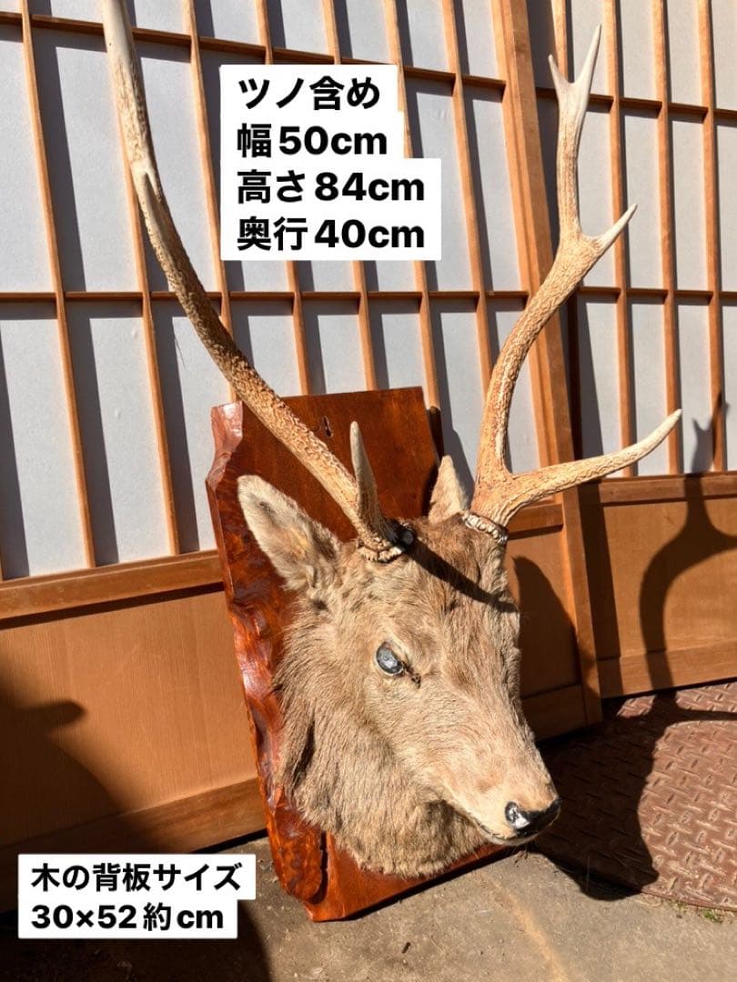 ハンティングトロフィー 壁飾り 鹿 - メルカリ