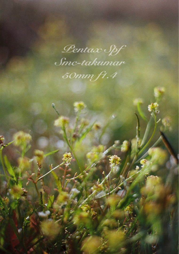 完動品＊美品＊pentax spf&名玉smc f1.4☆作例多数！☆初期保証 - メルカリ
