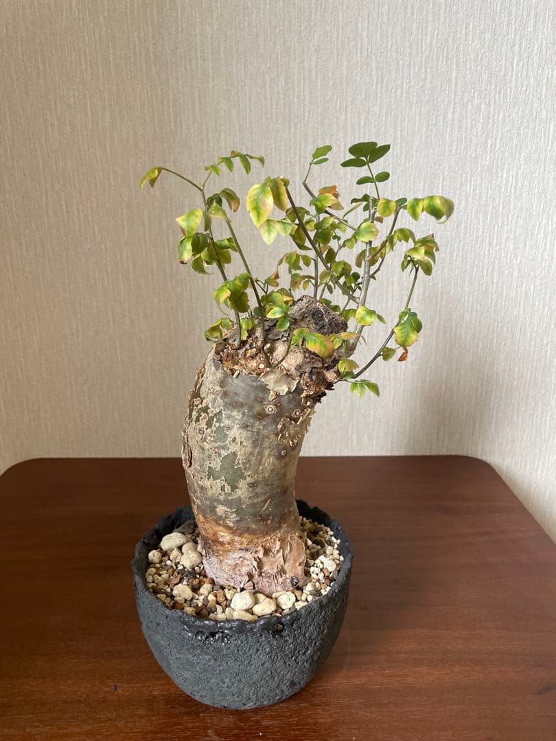 最終値下げ　ブルセラ　ファガロイデス　現地株 ファガロイデス | STORES