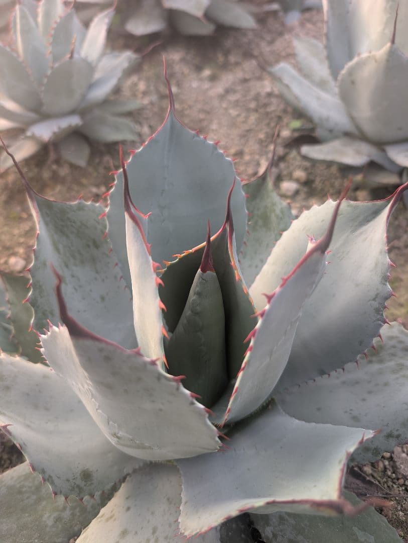 アガベ パリー トランカータ 実生株極上個体 鋸歯厳つめ・トップ