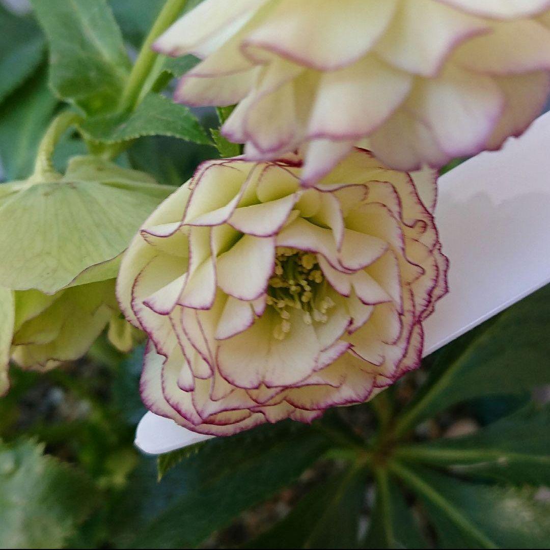 クリスマスローズ 多弁系 ホワイトピコティdd 育成用株 - メルカリ