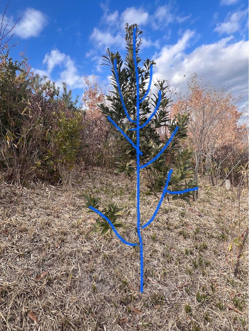 現品 山桃ヤマモモ 特大苗 2mほど 山採り 自然樹形
