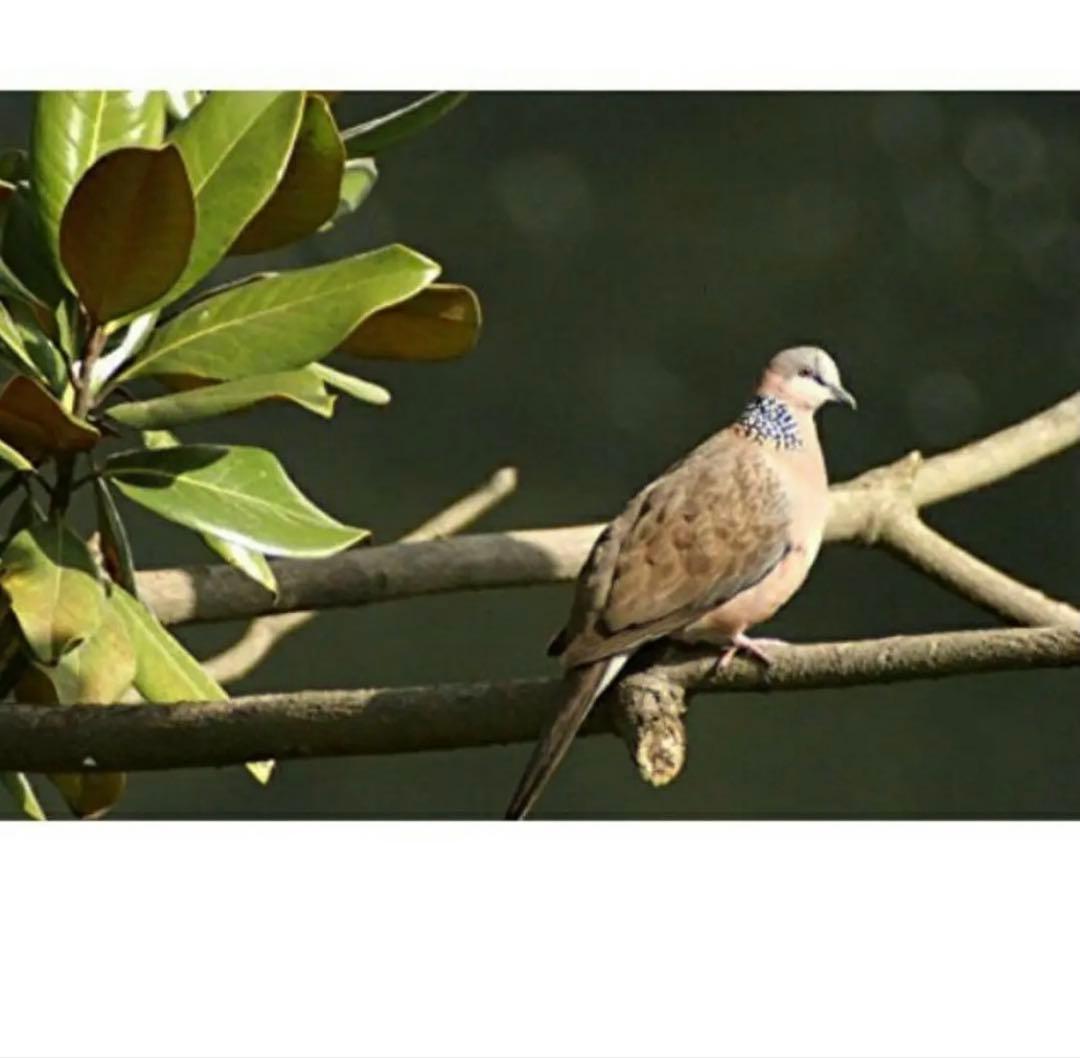 ママさんパパさん初心者OK！おすすめズームレンズ！CanonEOSR便利な袋付き