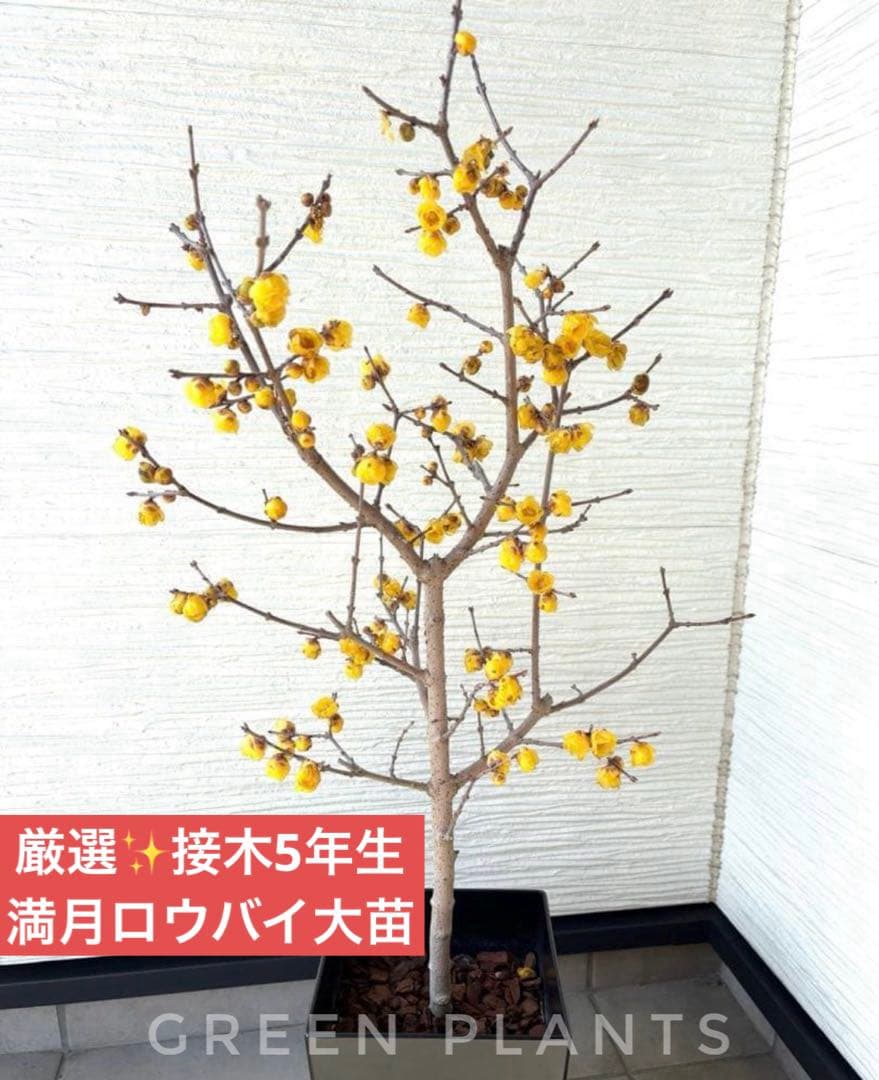 開花開始✨厳選 接木5年生 満月 蝋梅【ロウバイ】大苗✨数量限定・特典有