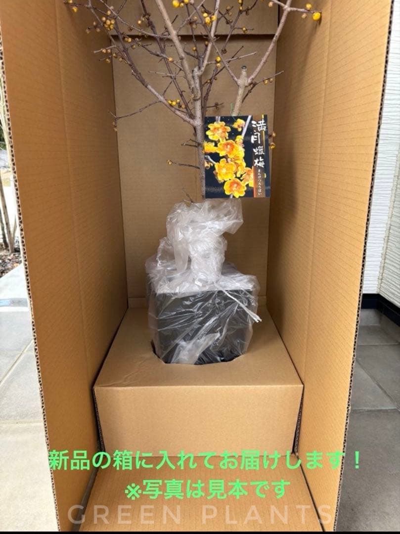 開花開始✨厳選 接木5年生 満月 蝋梅【ロウバイ】大苗✨数量限定・特典有